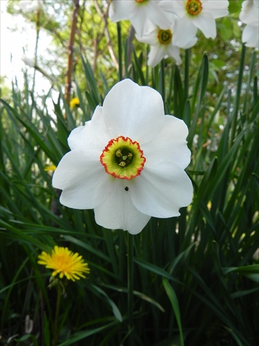 biely narcis