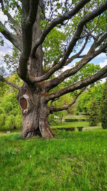 Starček strom