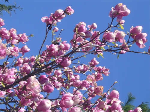 magnolia 2