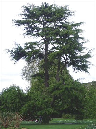 stromcek v Kew gardens
