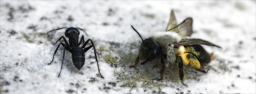 Mravček a včielka