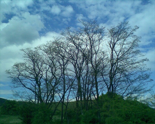 stromy
