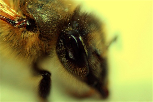 oko včely