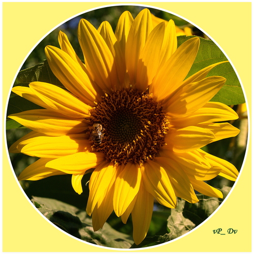 Shining sunflower