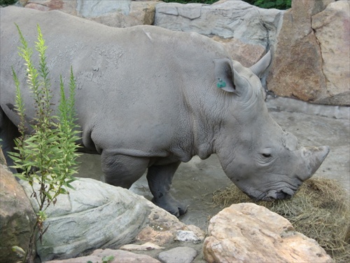 nosorožec 1