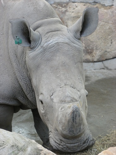 nosorožec 2
