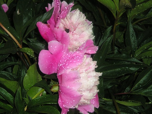 Kvetina 1