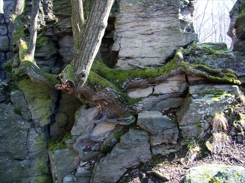 strom v skale