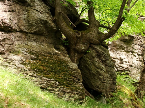 strom v skale 1