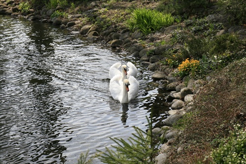 Labute na rybníku
