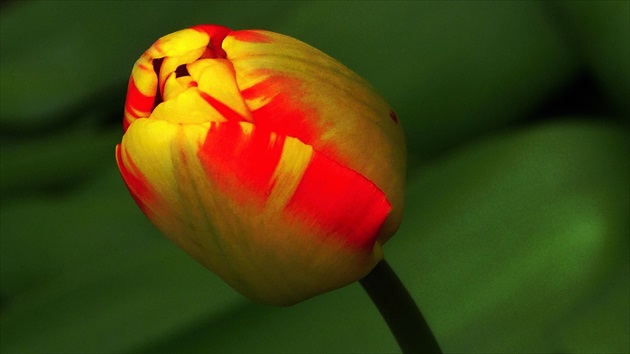 tulipán...