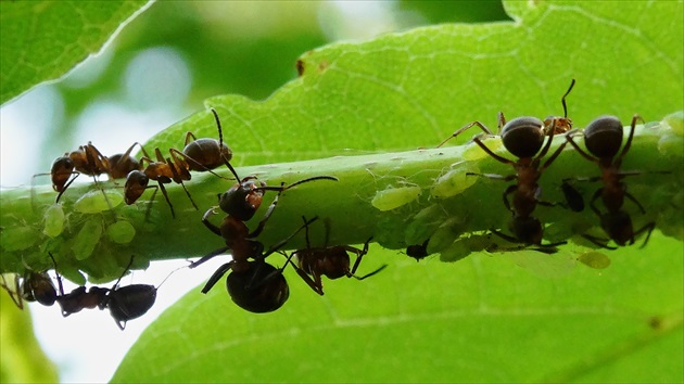 mravce hodujú na medovine...