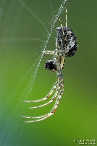 pavúk (Metellina cf. segmentata)