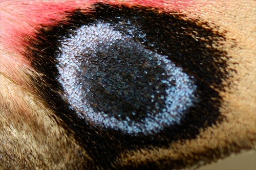 Oko na krídle motýľa