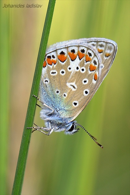 Modráčik obyčajný (Polyommatus icarus)