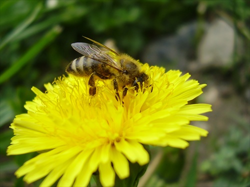 Včielka na púpave
