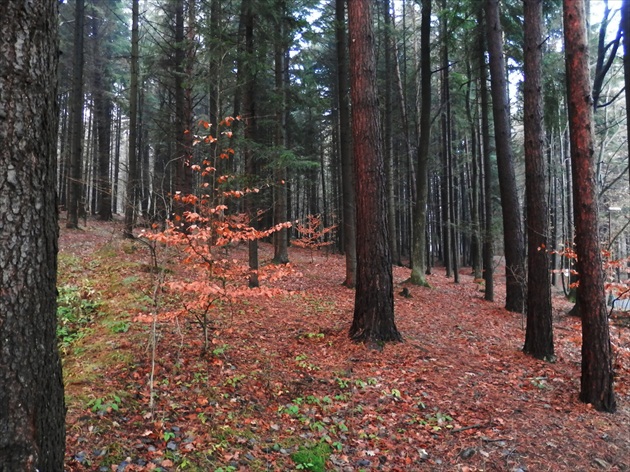 Jeseň v lese