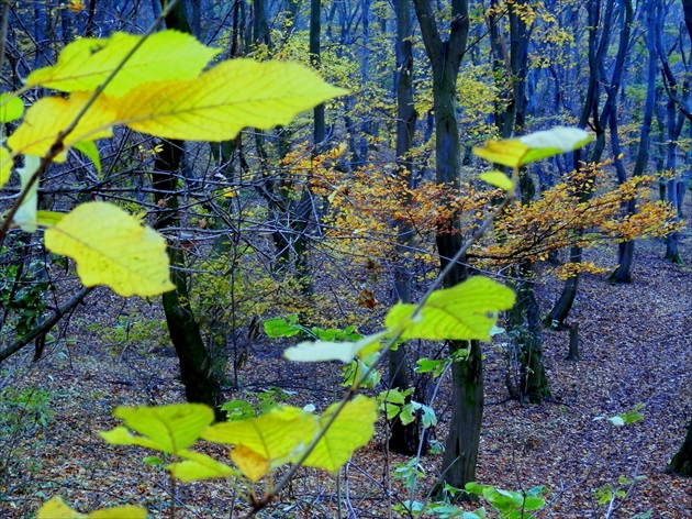 Farby v lese