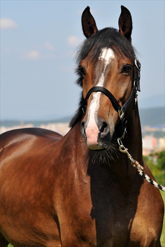 Krása koňa
