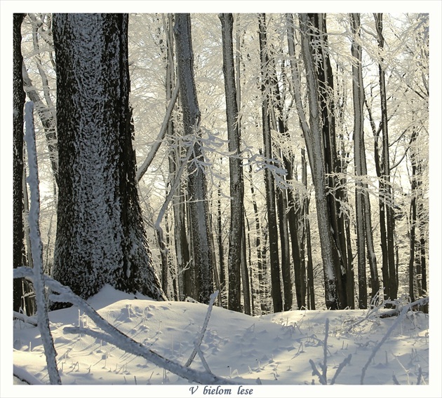 V bielom lese..
