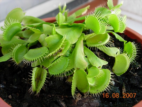 Dianka (Dionaea muscipula)