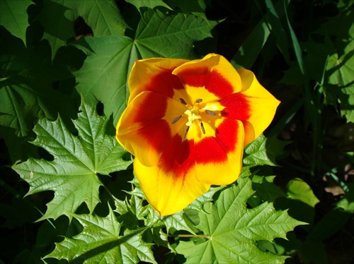 Tulipán s javorovými listami