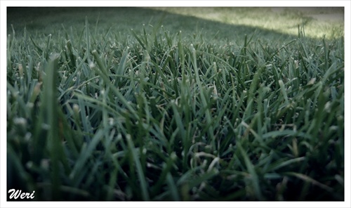 grass :)
