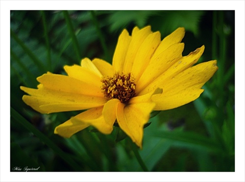 yellow flower :)