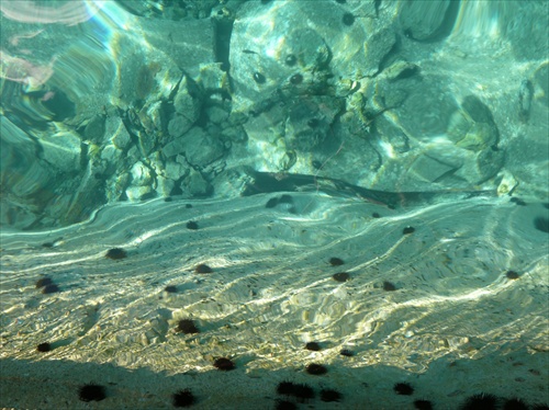 Morskí ježkovia