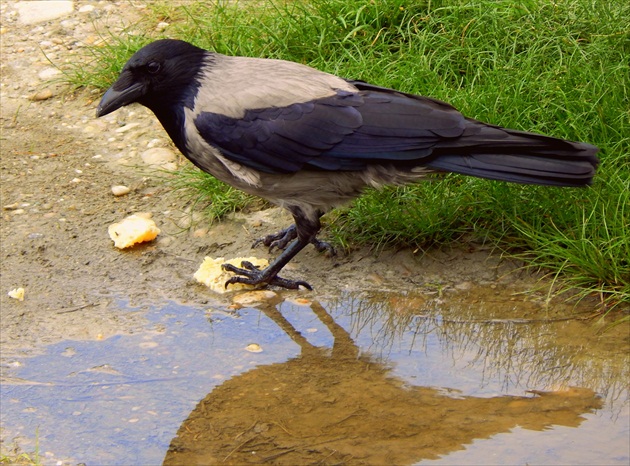 Vrana šedivka