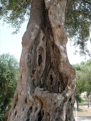Korfu Starý olivovník
