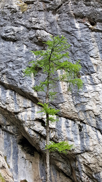 strom a skala