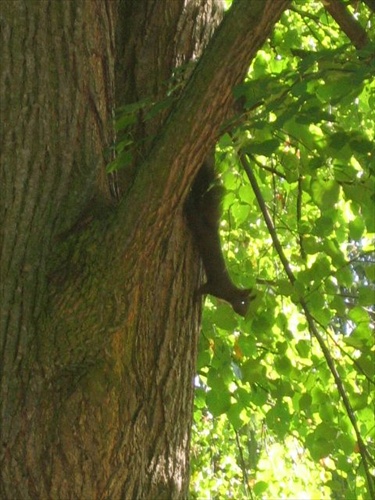 veveričiak akrobat