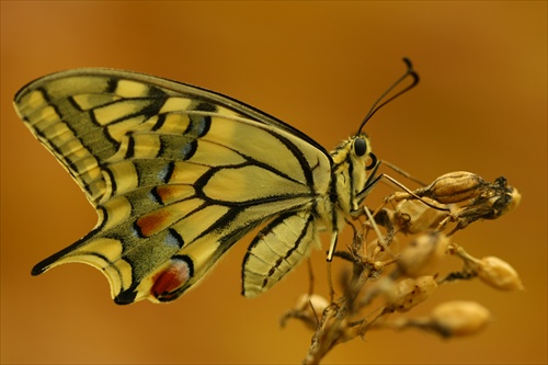 motýľ 2