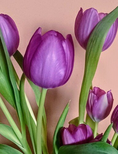 Vznešený fialový tulipán.