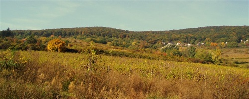 Jeseň vo vinohrade