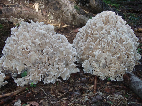 lesné koraly
