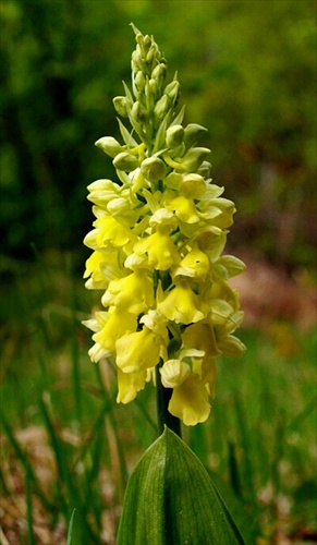 Orchidea - Vstavač bledý