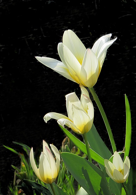 Tohtoročné prvé tulipány