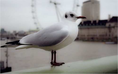 a london seagull