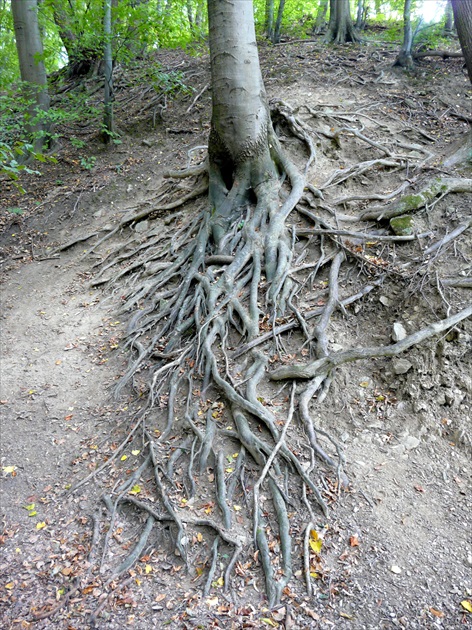 Prepletený a kľukatý je osud stromu...