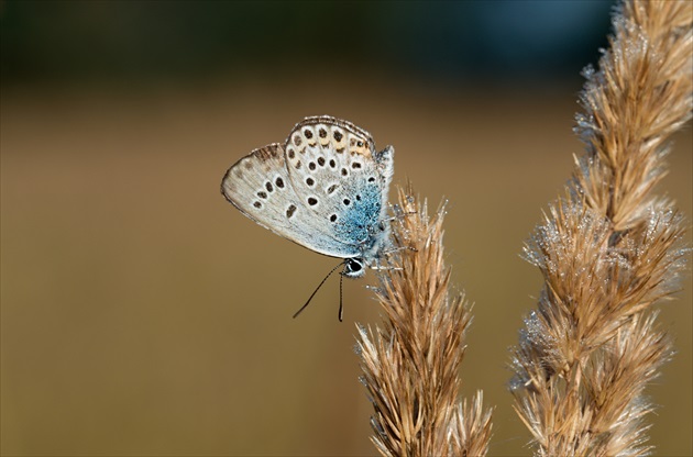 motýľkovo 3