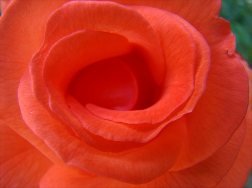 nádherná ruža