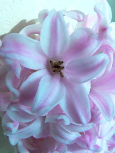 Hyacinthus rose 2