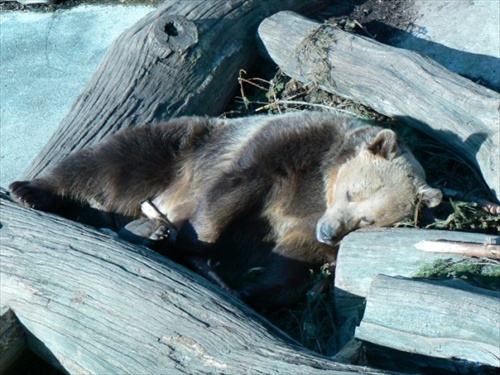 Medved v Zoo.