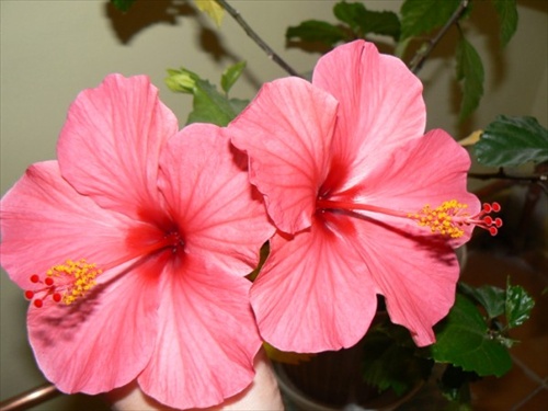 Hibiscus rosa-sinensis- Ibištek čínsky