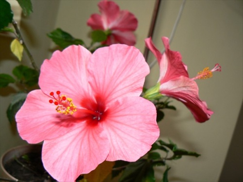 Hibiscus-rosa sinensis-Ibištek čínsky 2