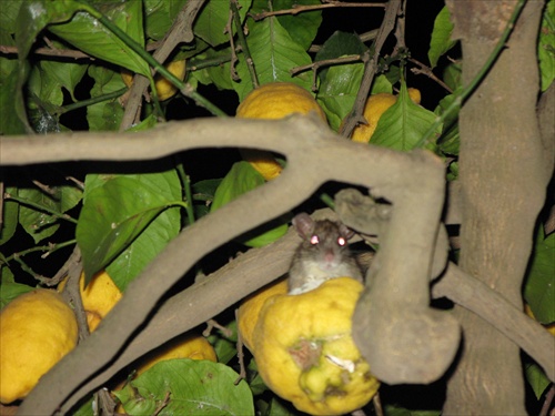 potkan na citrónoch