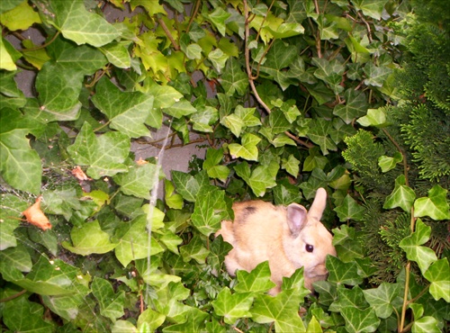 Zajac - domáce zvieratko
