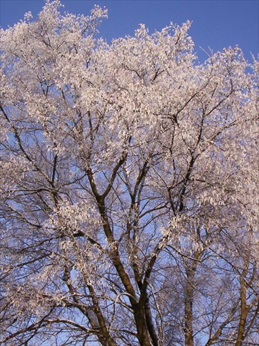 Stromy v zime